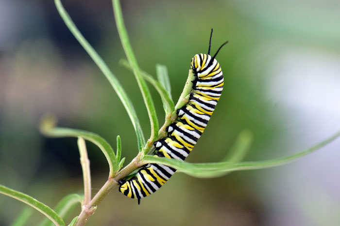 Asclepias angustifolia, Arizona Milkweed